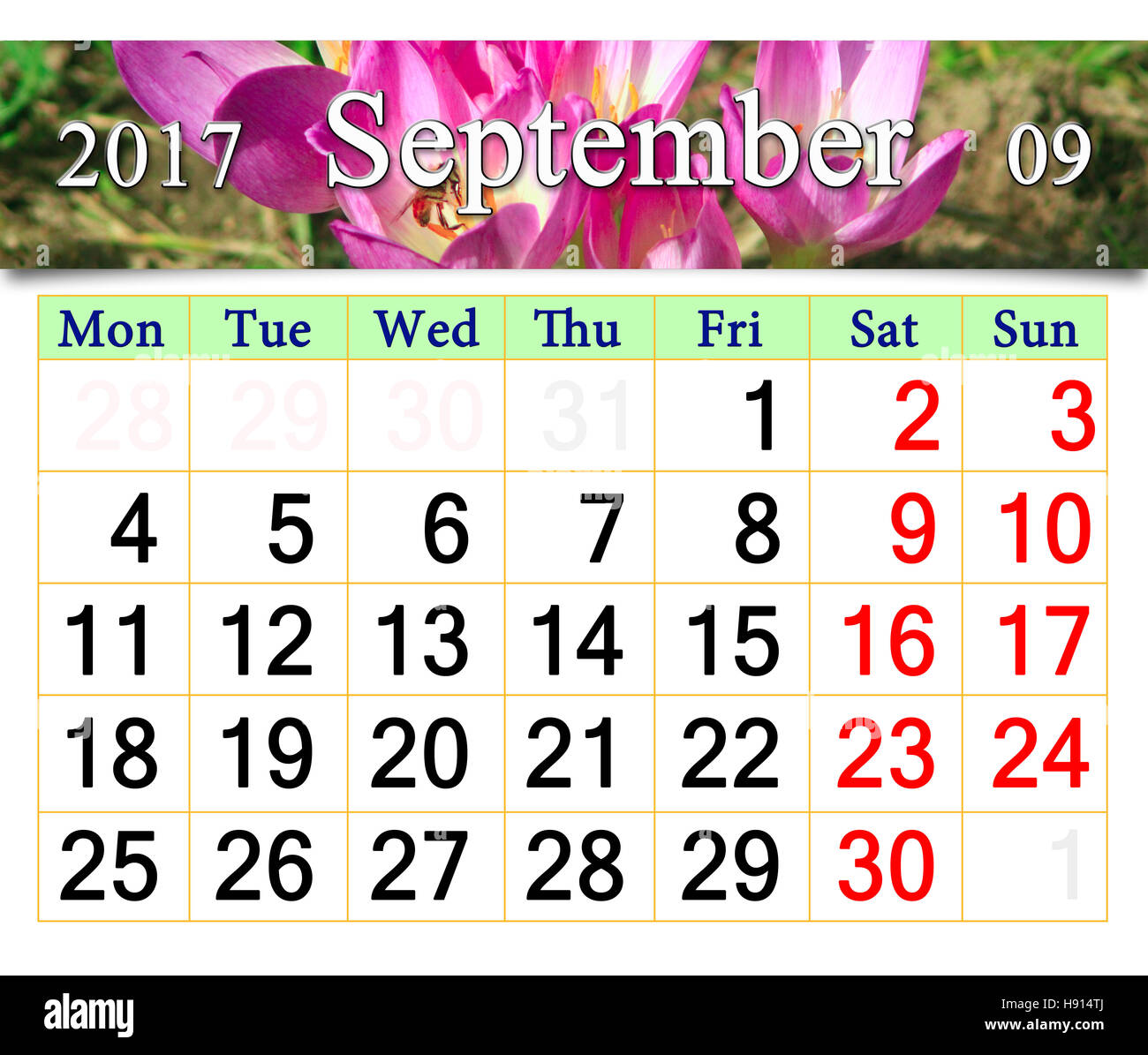 Calendario per il mese di maggio 2017 con boccioli di rosa di fioritura Colchicum autumnale Foto Stock