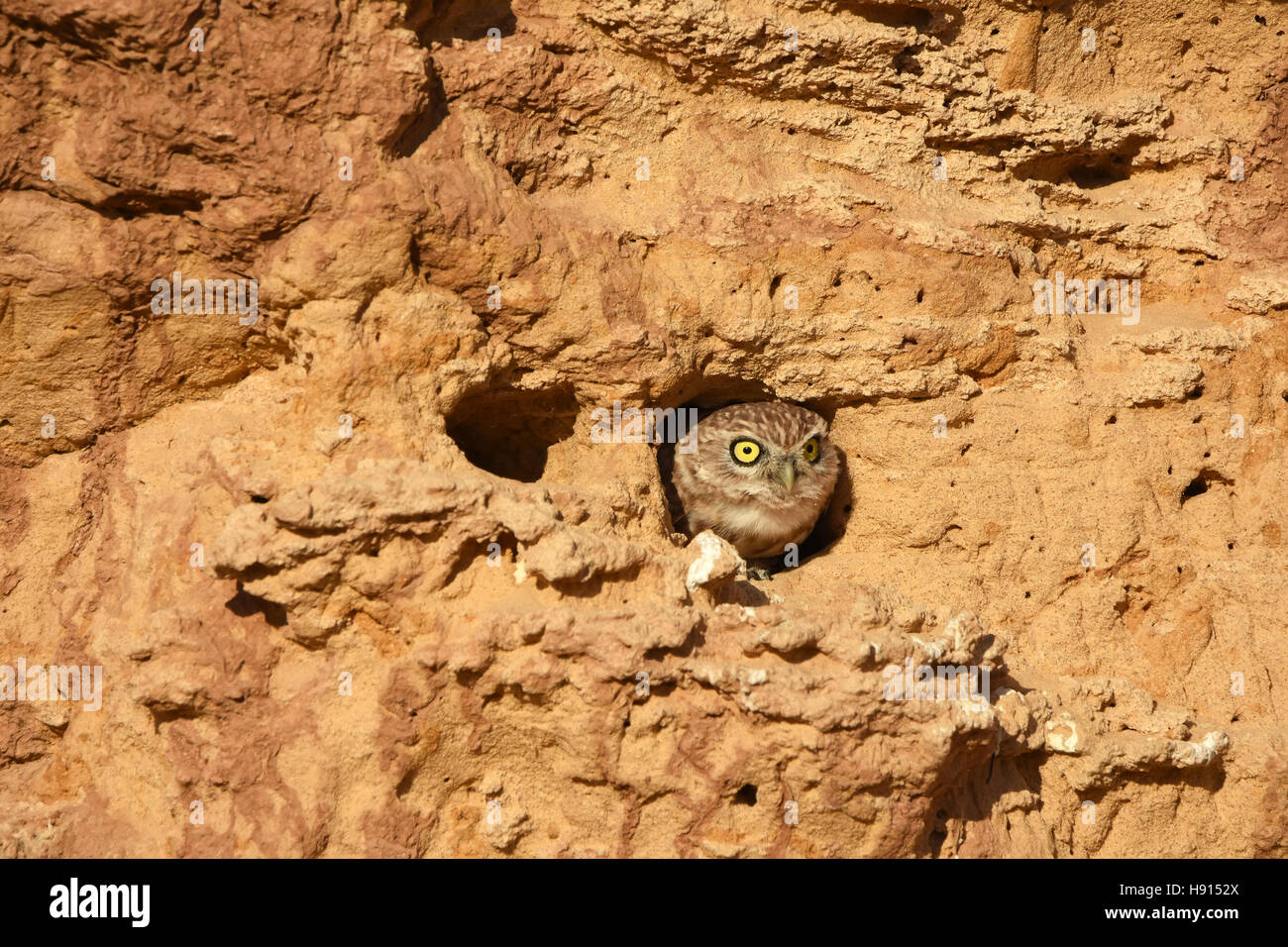 Piccolo gufo, Athene noctua, peeking fuori della sua tana Foto Stock