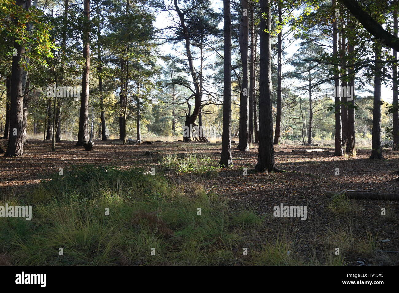 Inizio inverno il sole filtra attraverso gli alberi di pino attraverso heathlands Foto Stock
