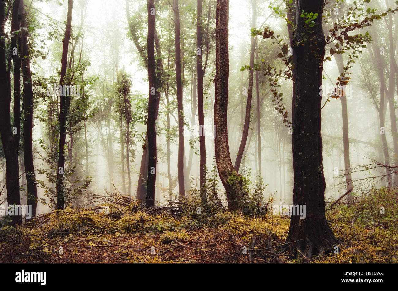 Misty foresta paesaggio autunnale. Foglie colorate su misty piovosa giornata di caduta nel bosco Foto Stock