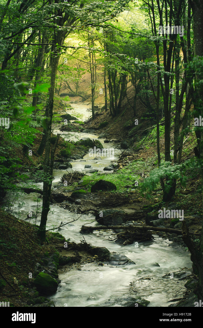 Fiume nella foresta verde con vegetazione lussureggiante sul giorno di estate, paesaggio naturale Foto Stock