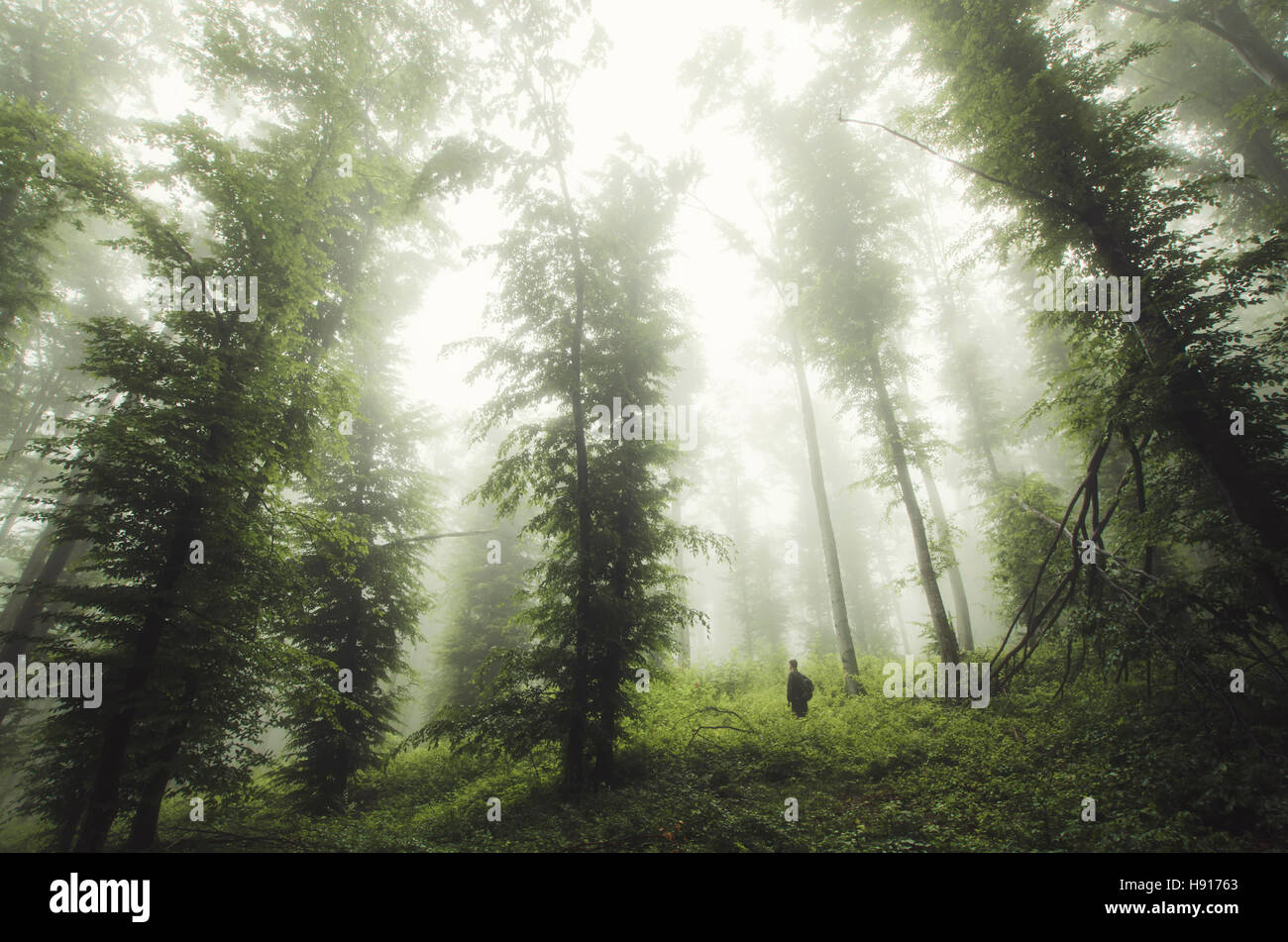 Verde naturale paesaggio forestale. Uomo in natura nel bosco nebbioso con vegetazione lussureggiante sul giorno di pioggia Foto Stock