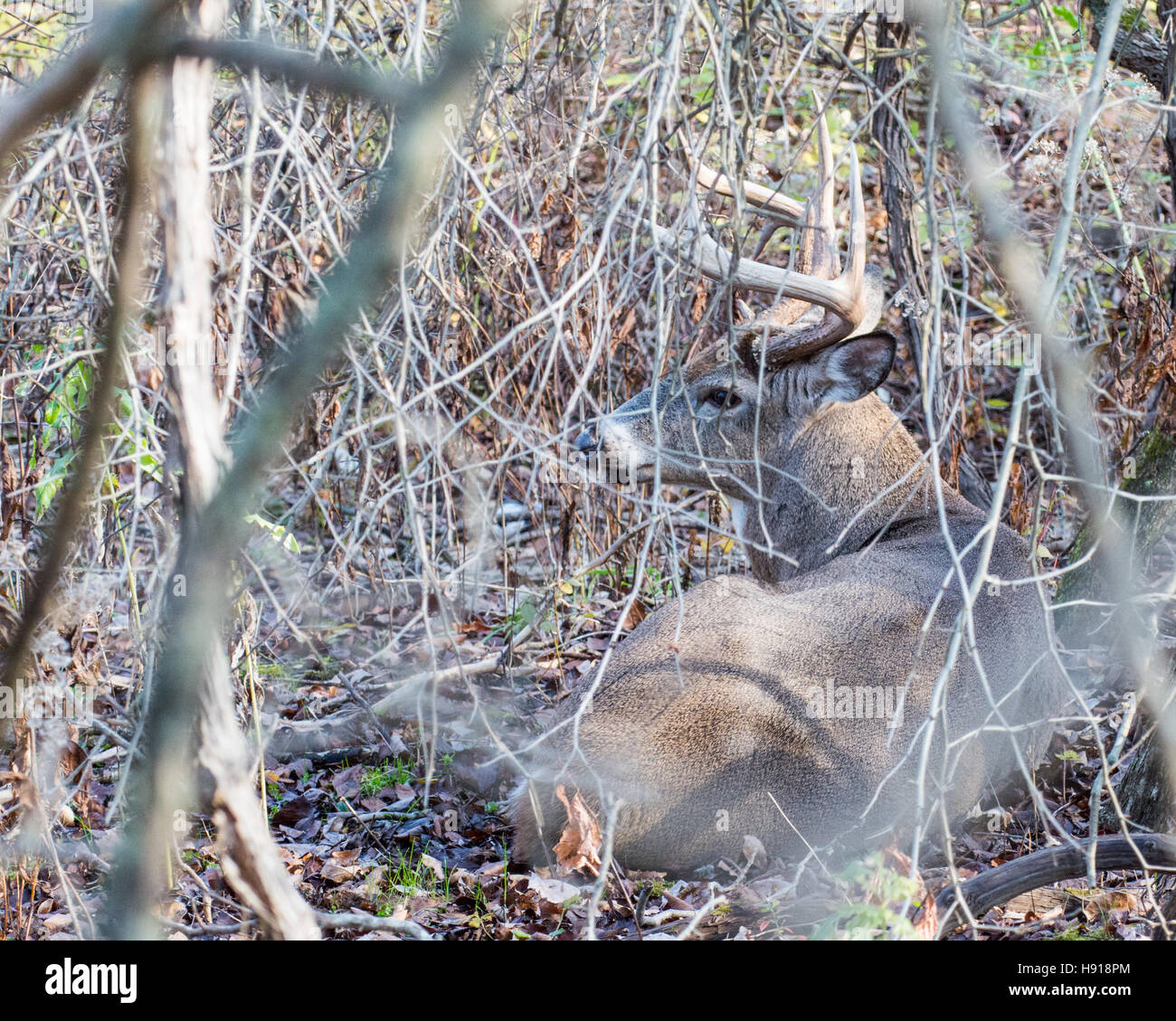 Culbianco Deer Buck bedded in un boschetto tendendo una femmina del cervo in calore durante la stagione di solchi. Foto Stock