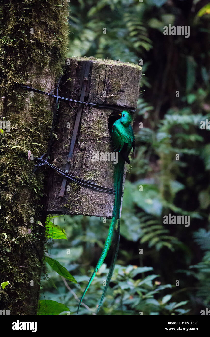 Uccelli Quetzal wild Monteverde Costa Rica Foto Stock