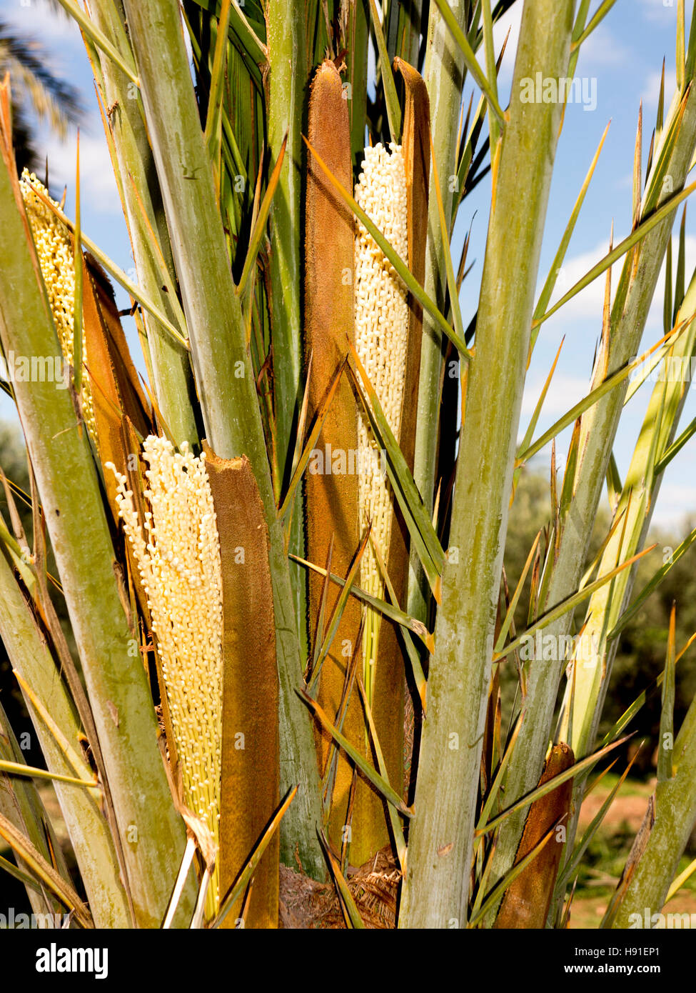 In prossimità della data di palm che mostra un precoce sviluppo di frutta Foto Stock
