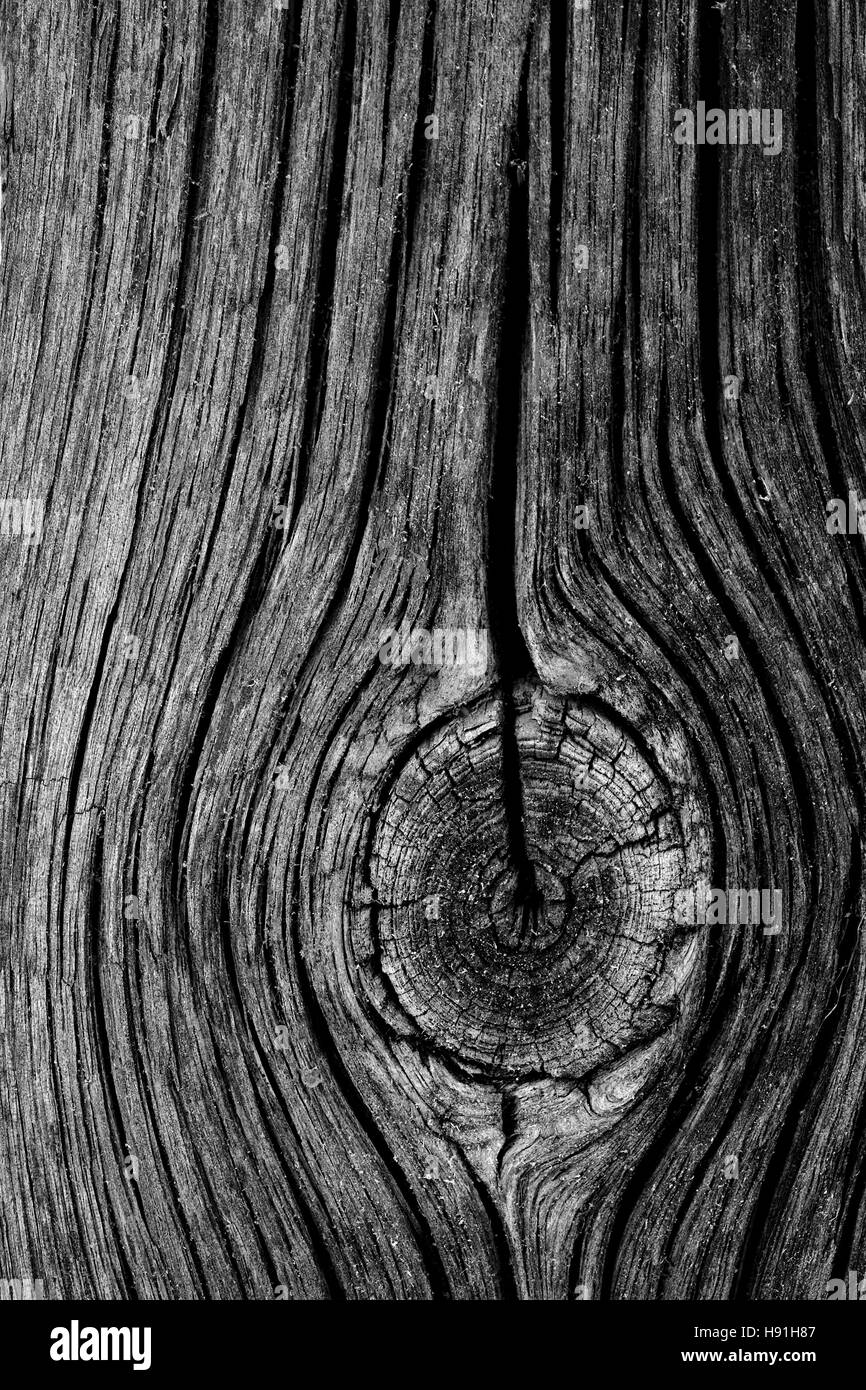 La superficie ruvida del legno vecchio con nodi Foto Stock