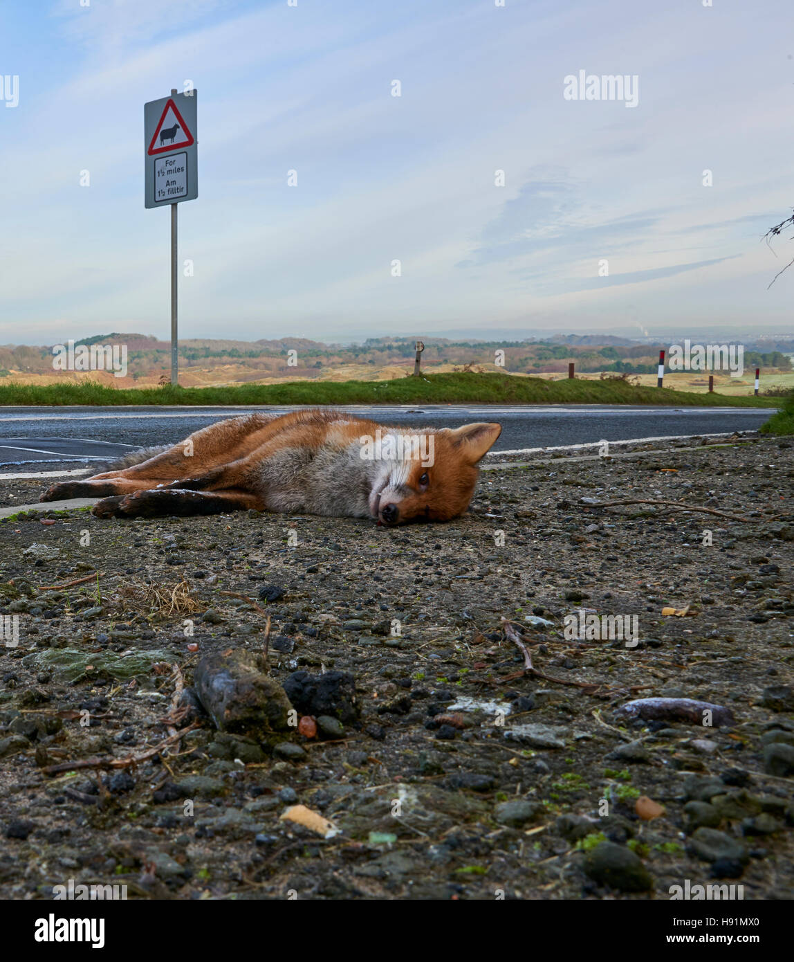 A Road Kill Fox Foto Stock