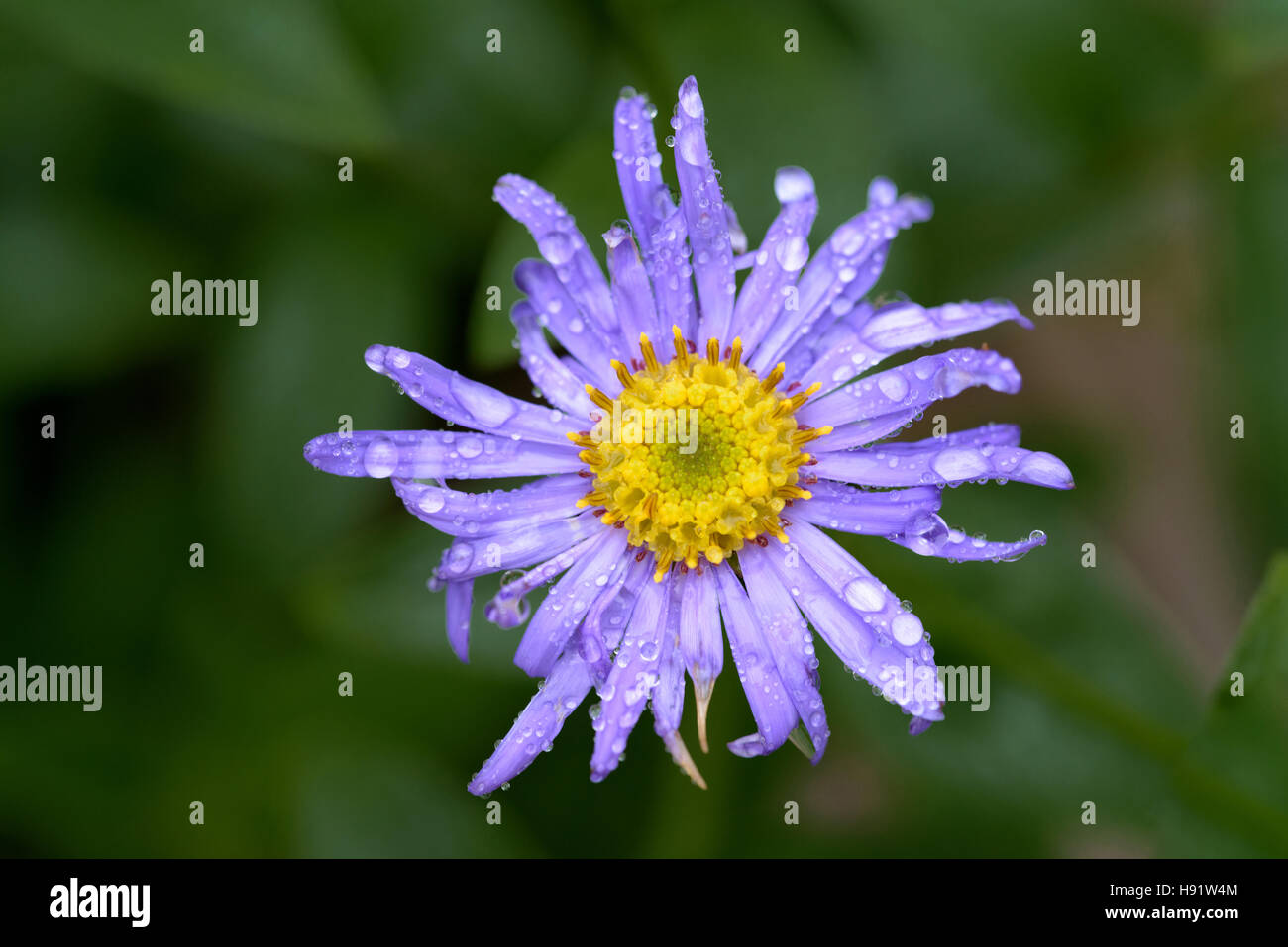 Aster frikartii Monch, Asteraceae. Foto Stock