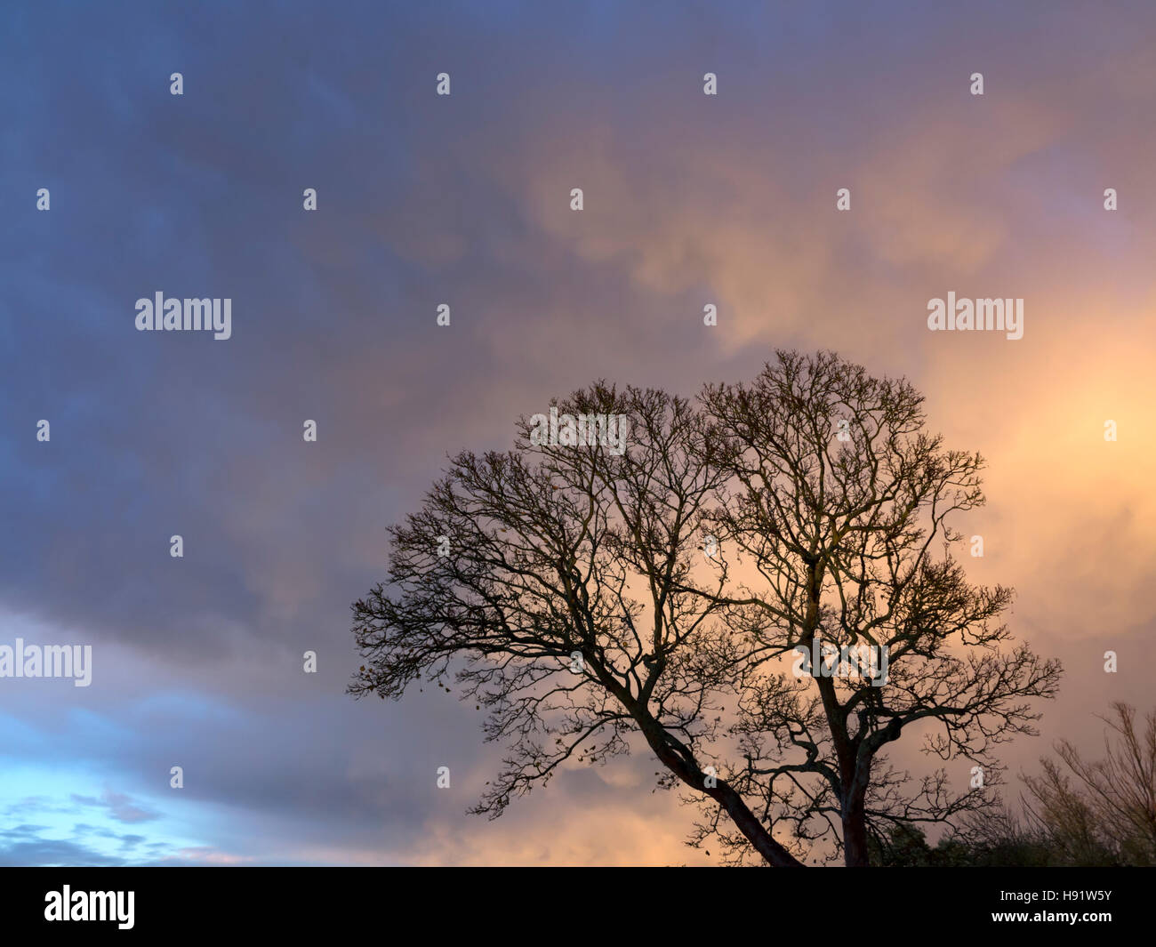 Un cielo rabbioso al tramonto dopo una tempesta di pioggia con un stagliano defogliati albero in primo piano Foto Stock