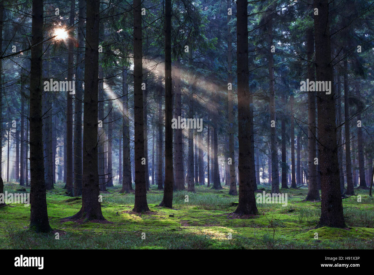 Raggi di sole nel buio della foresta di conifere Foto Stock