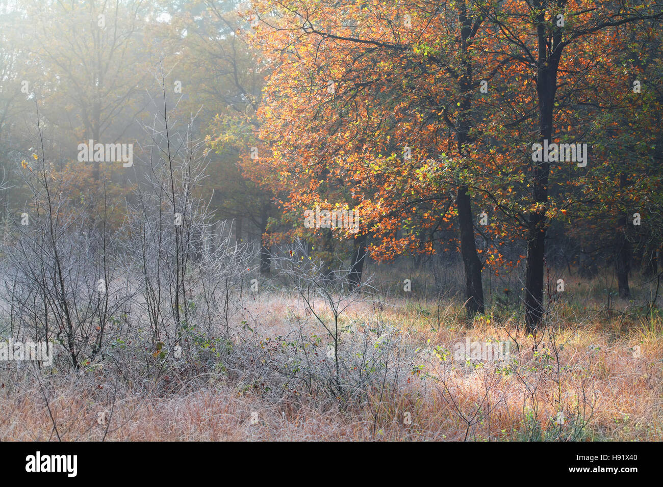 Smerigliati prato in autunno la foresta di mattina Foto Stock