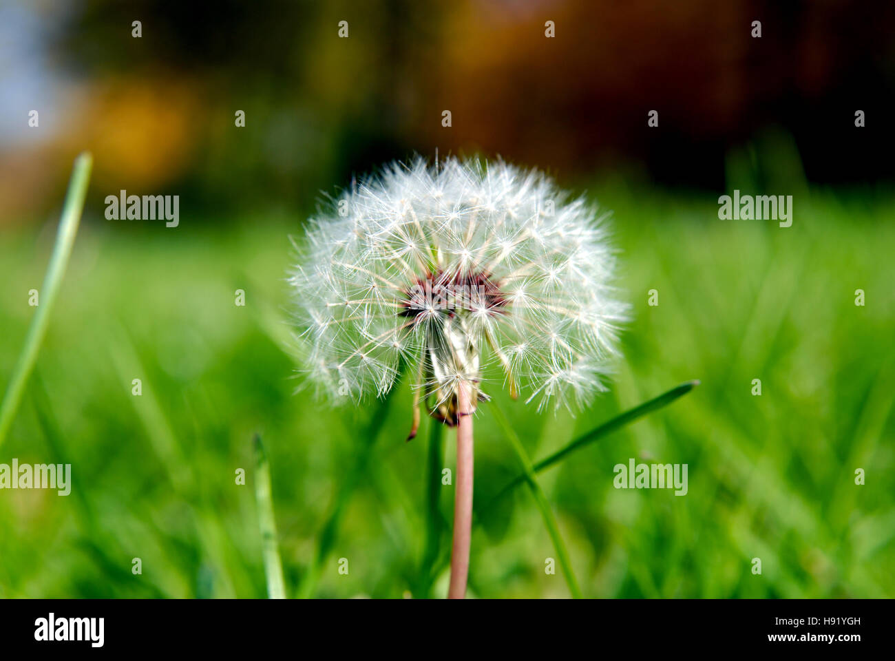 Simeone un paracadute nella forma di un anthodium di tarassaco su uno sfondo di erba verde Foto Stock