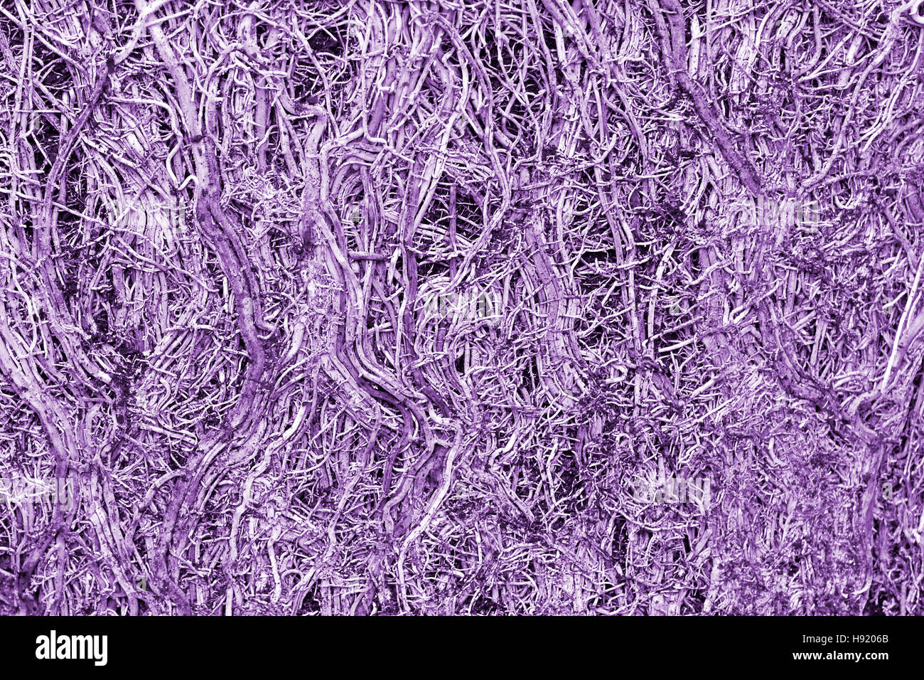 Viola astratto fino in prossimità del gruppo ristretto di radici di malva di pentola legato di piante di bambù dopo la rimozione pot manipolato il concetto di colore per il percorso di connessione Foto Stock