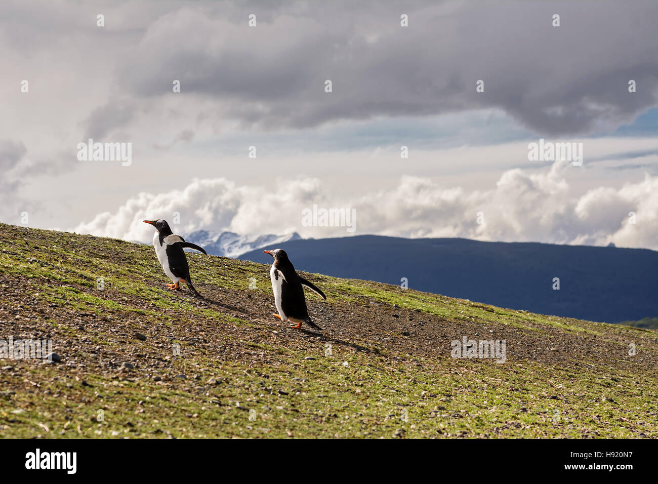 Pinguino Papua giovane camminando sulla collina Foto Stock