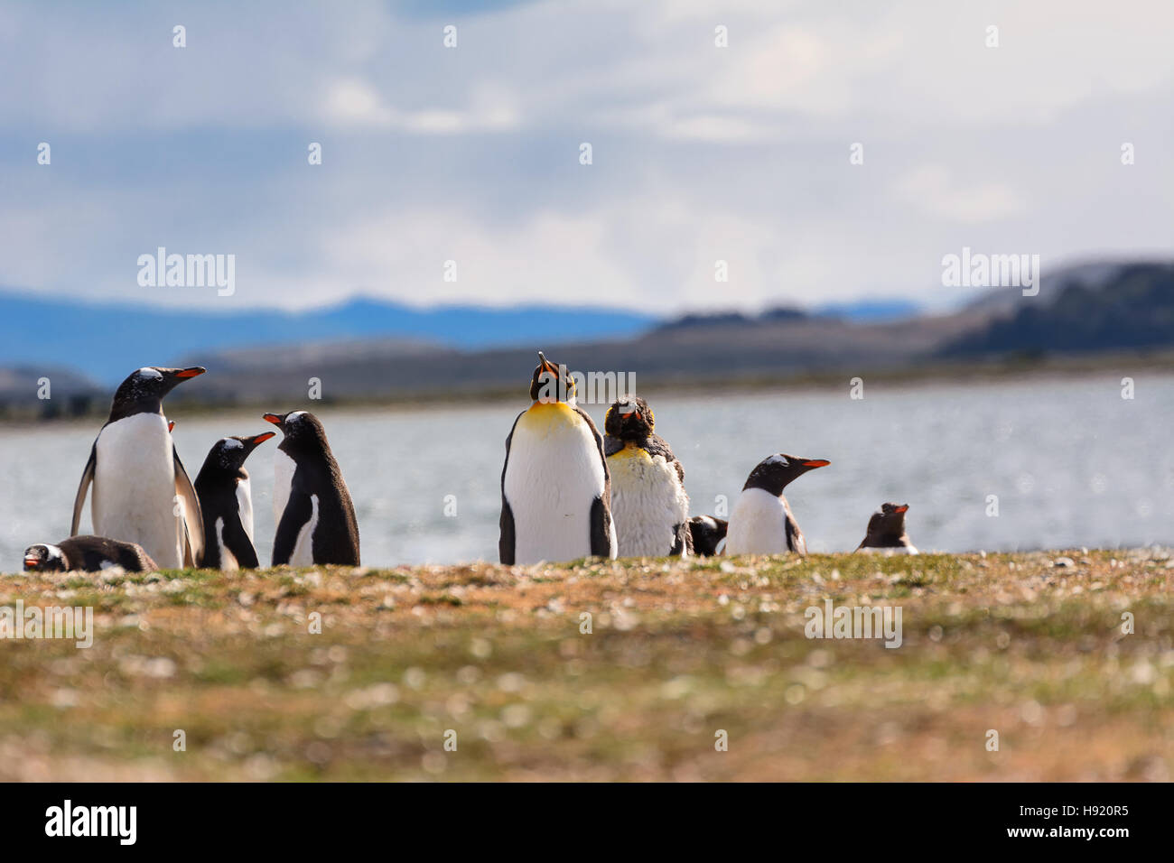 Re e Papua colonia di pinguini mare Foto Stock