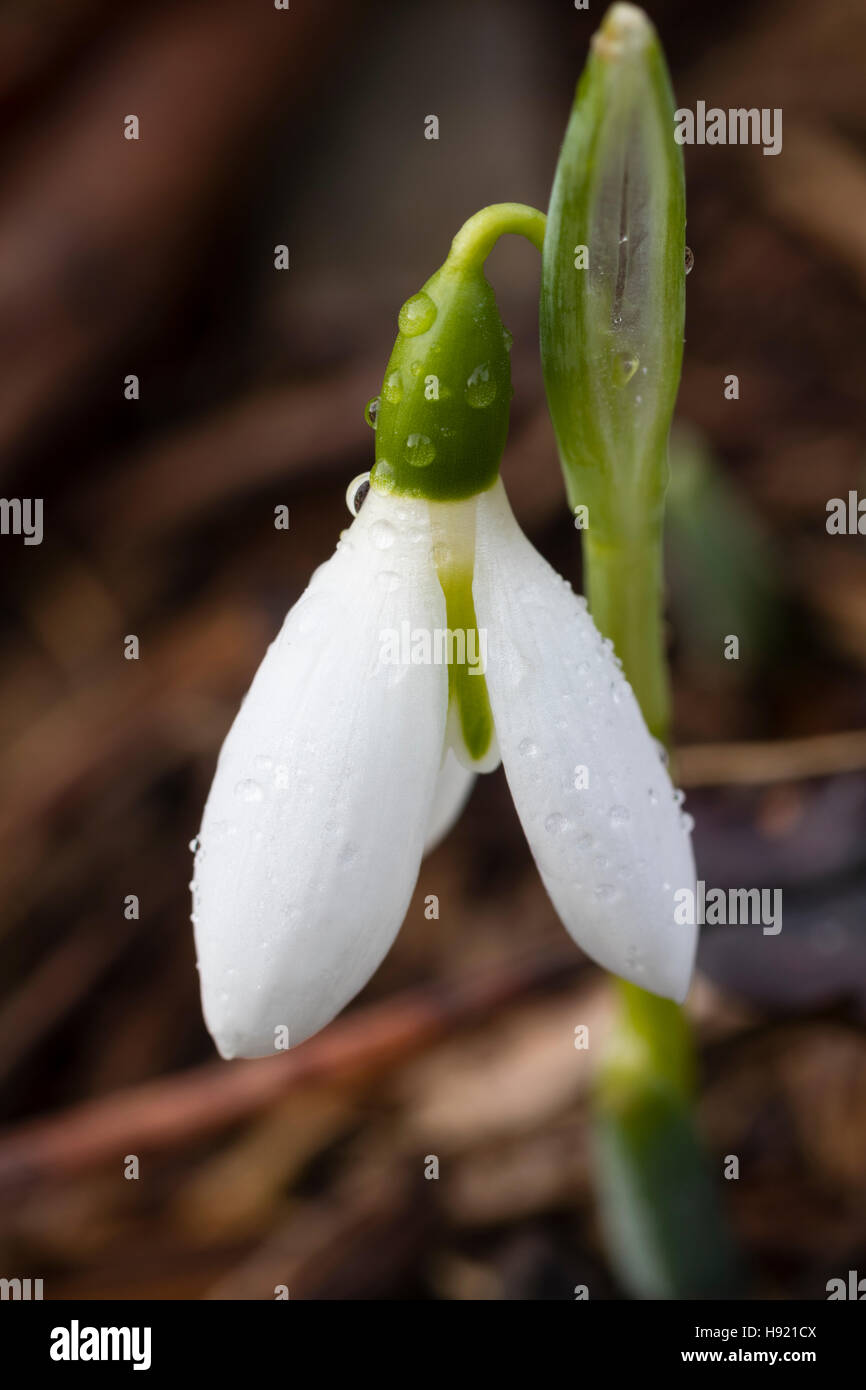 Fiore di novembre del gigante snowdrop, Galanthus elwesii "Yvonne fieno' Foto Stock