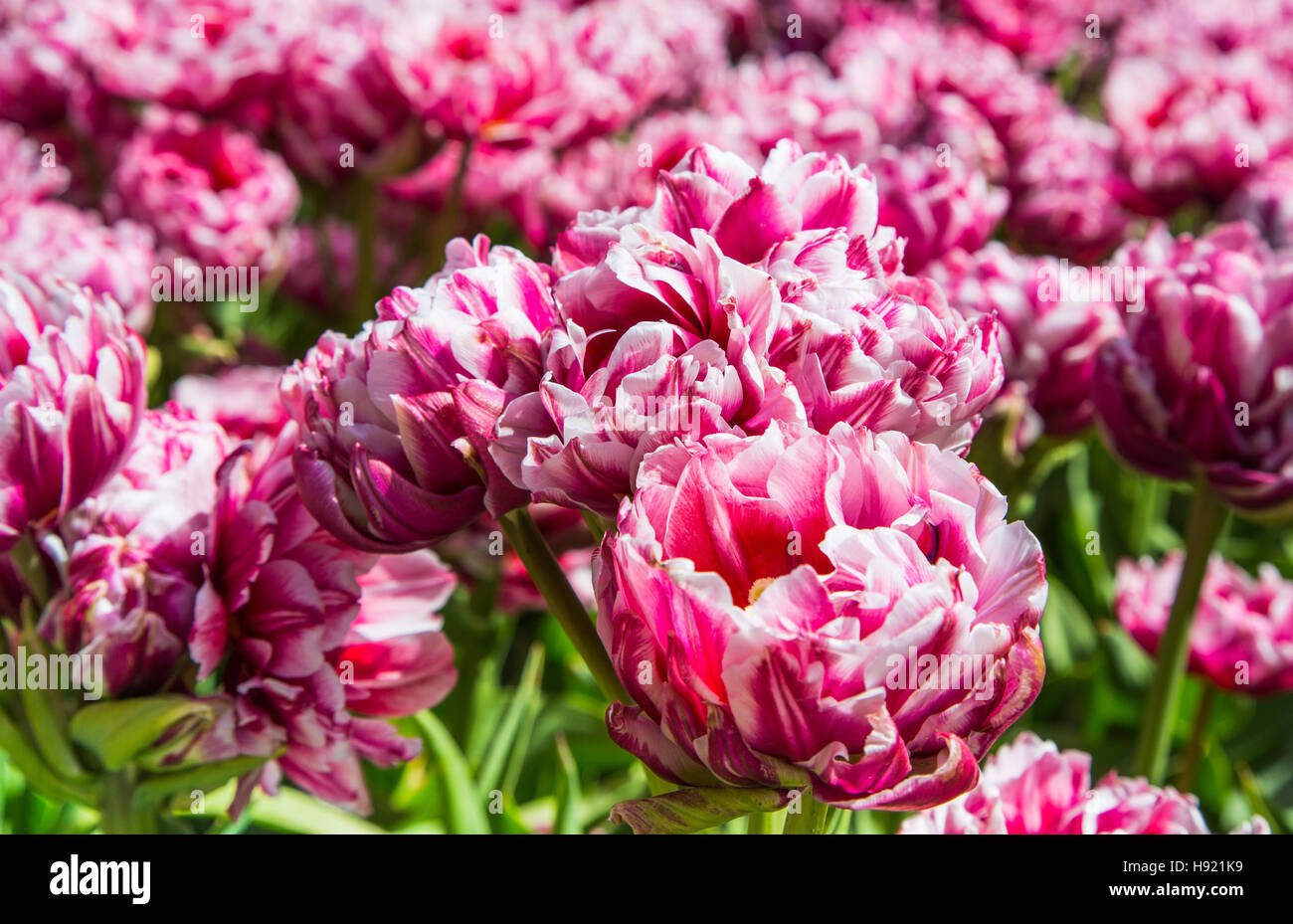 Fioritura a strisce bianche e rosa sfondo tulipani Foto Stock