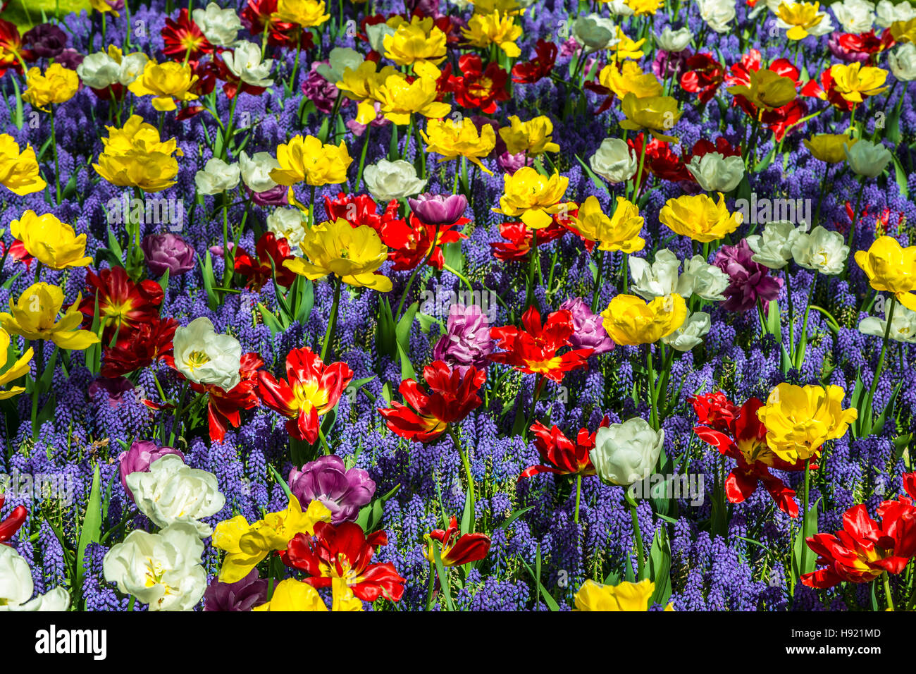 Radura di colorati tulipani freschi in Keukenhof Foto Stock