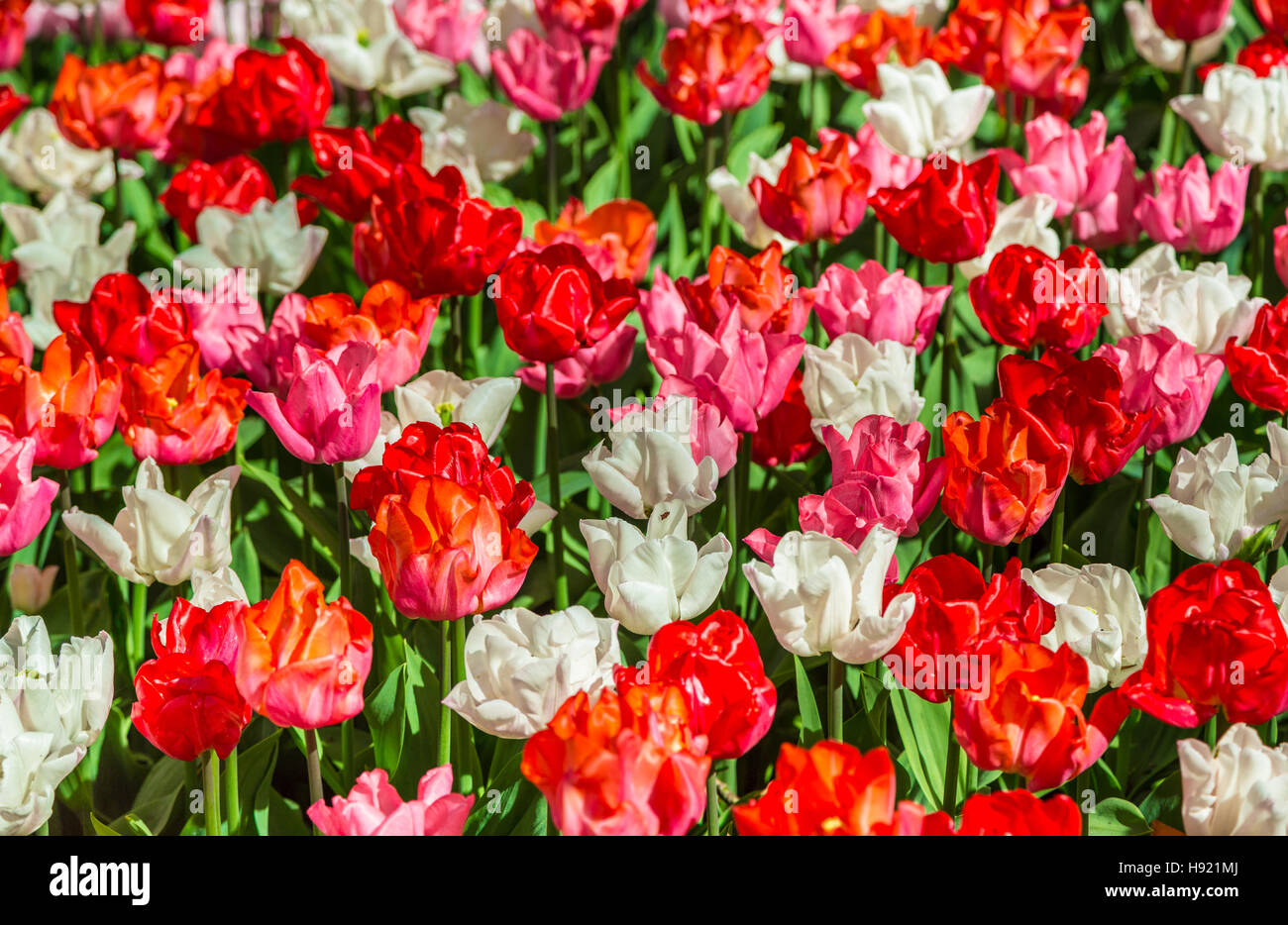 Radura di rosso, rosa e bianco tulipani freschi Foto Stock