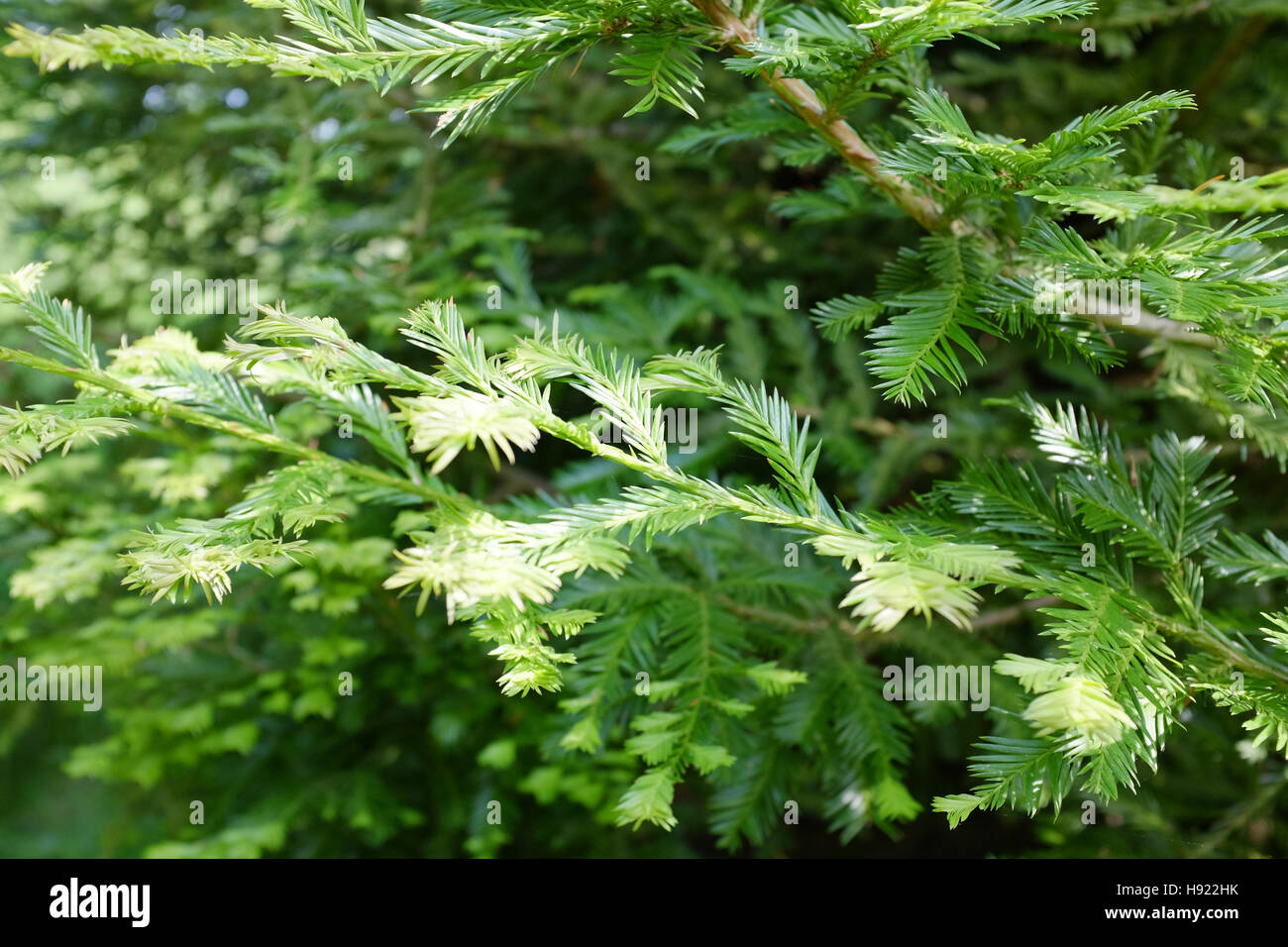 Sequoia sempervirens o coast redwood fogliame Foto Stock