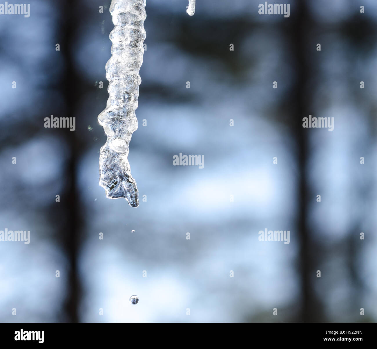 Abstract ghiaccioli sparkle, sciogliere lentamente in inverno mite sun. Appese basse da un bordo del tetto. Foto Stock