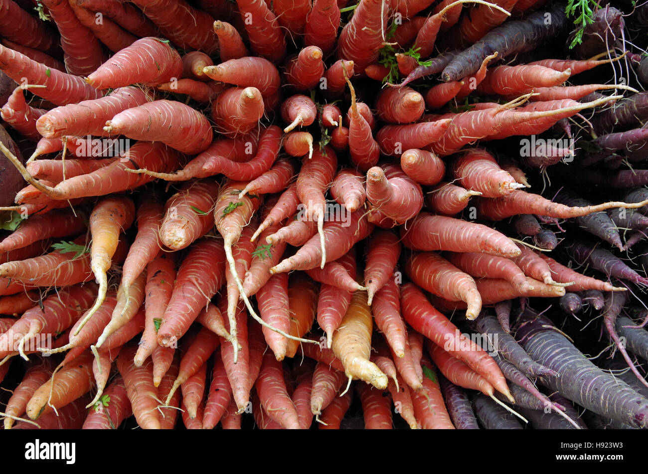 I grappoli di rustico arancione e viola le carote vista rivolta verso l'esterno nel display Foto Stock