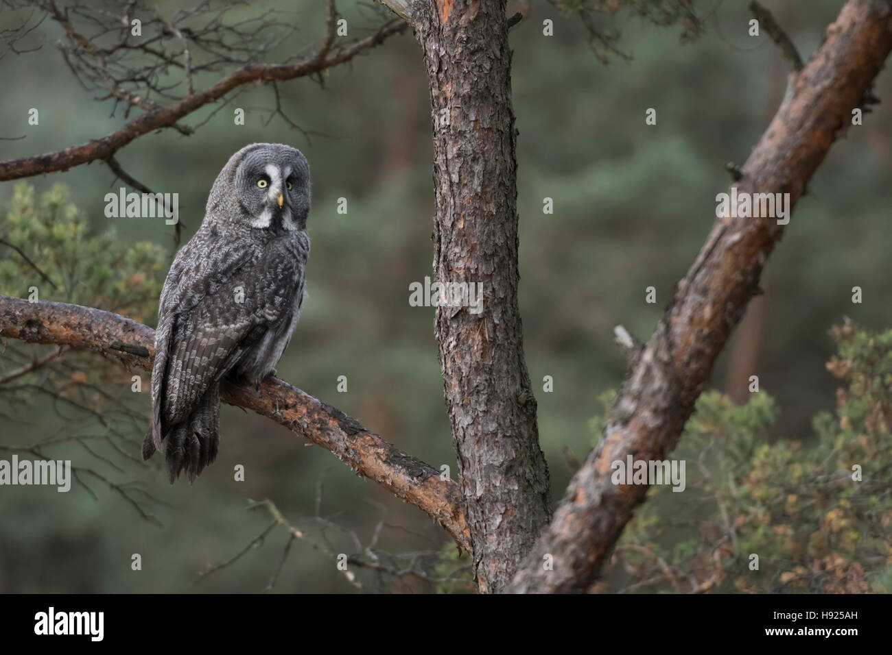 Grande Gufo grigio / Bartkauz ( Strix nebulosa ) appollaiato in un albero di pino, guardando indietro del suo spallamento, tipico ambiente naturale circostante. Foto Stock