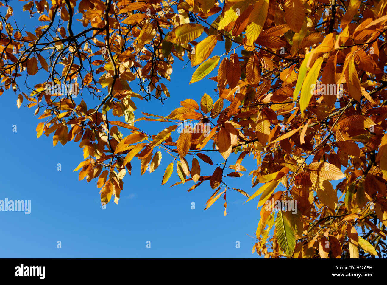 Golden Autumn Leaves contro un luminoso cielo blu Foto Stock