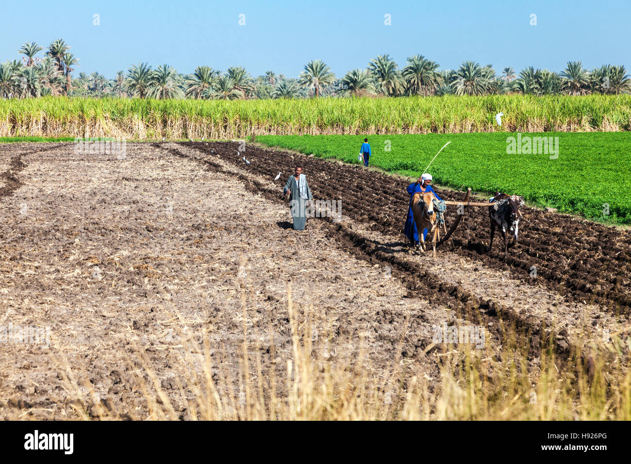 Un tipico rurale scena lungo le rive del fiume Nilo in Egitto moderno. Foto Stock