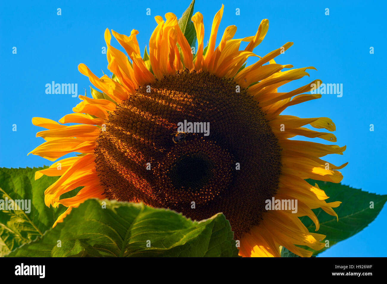 Sun Flower testa in piena fioritura Foto Stock