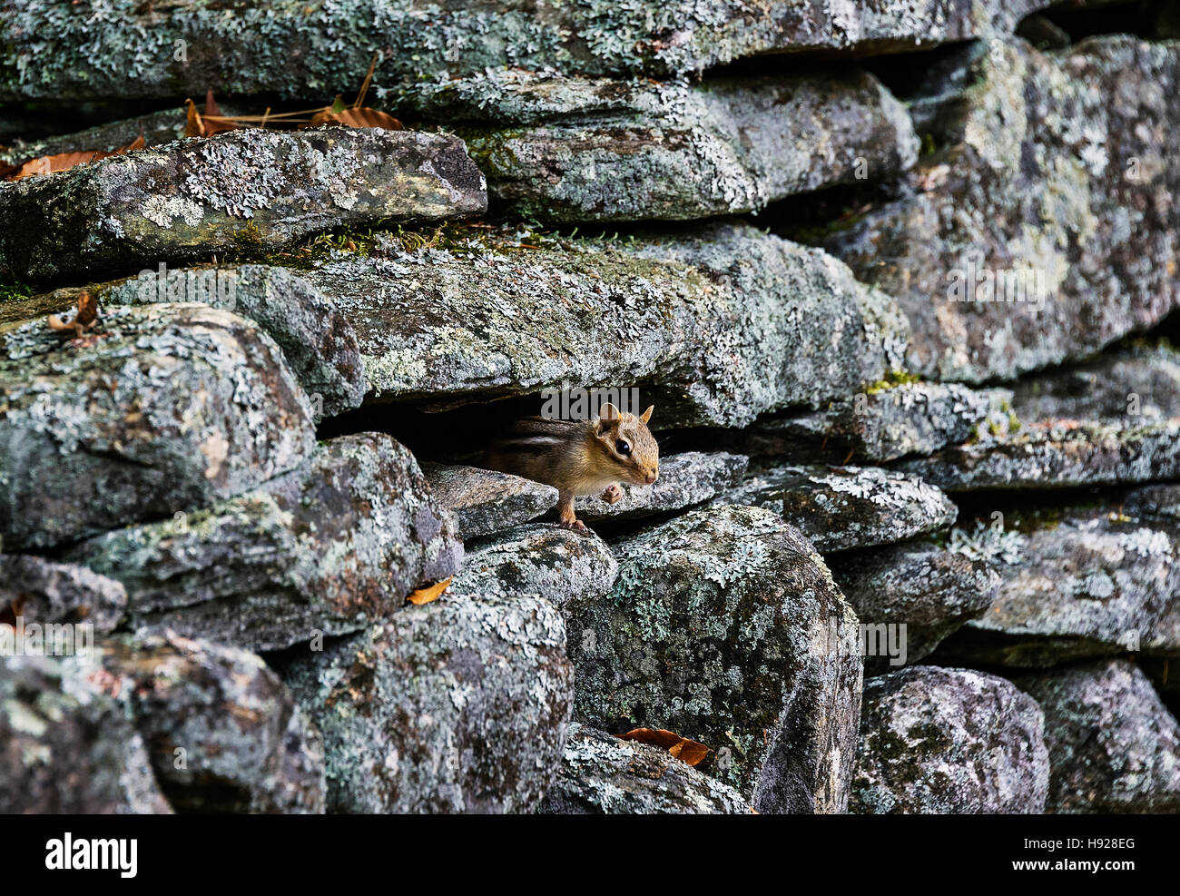 Scoiattolo striado nasconde in una rustica fieldstone parete. Foto Stock