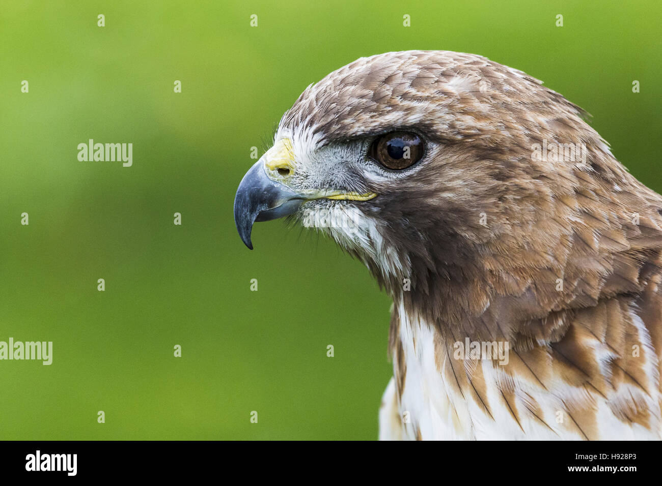 Una bella gheppio si concentra su qualcosa nella distanza Foto Stock
