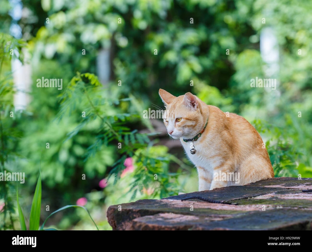 Gatto sul vecchio muro in mattoni Foto Stock