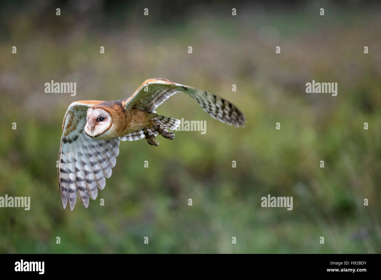 Barbagianni statica e in volo Canadian Raptor Conservancy Foto Stock
