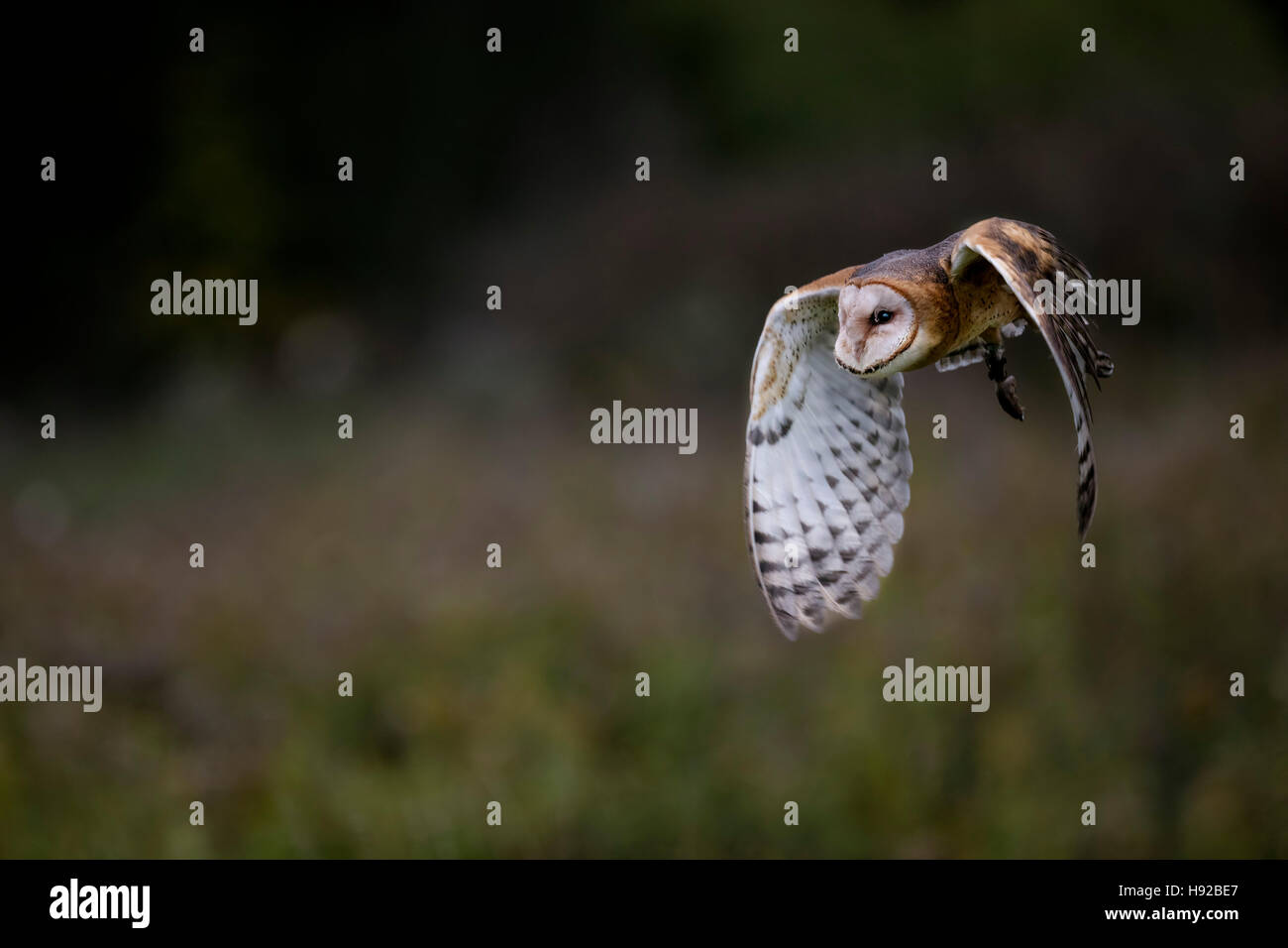 Barbagianni statica e in volo Canadian Raptor Conservancy Foto Stock