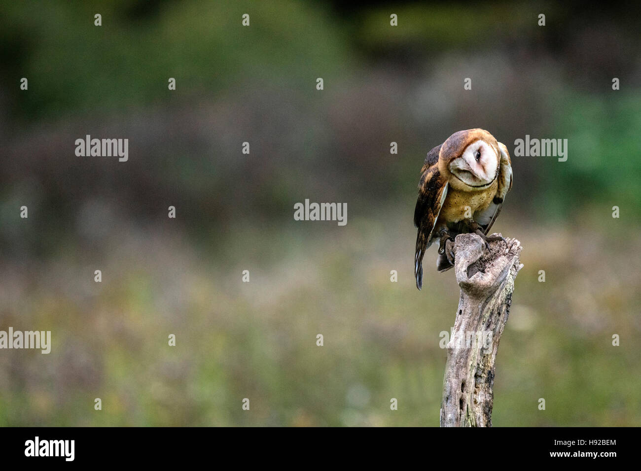 Barbagianni statica e in volo Canadian Raptor Conservancy Foto Stock