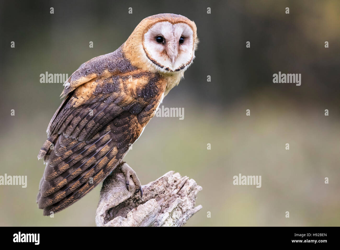 Barbagianni statica e in volo Canadian Raptor Conservancy Foto Stock