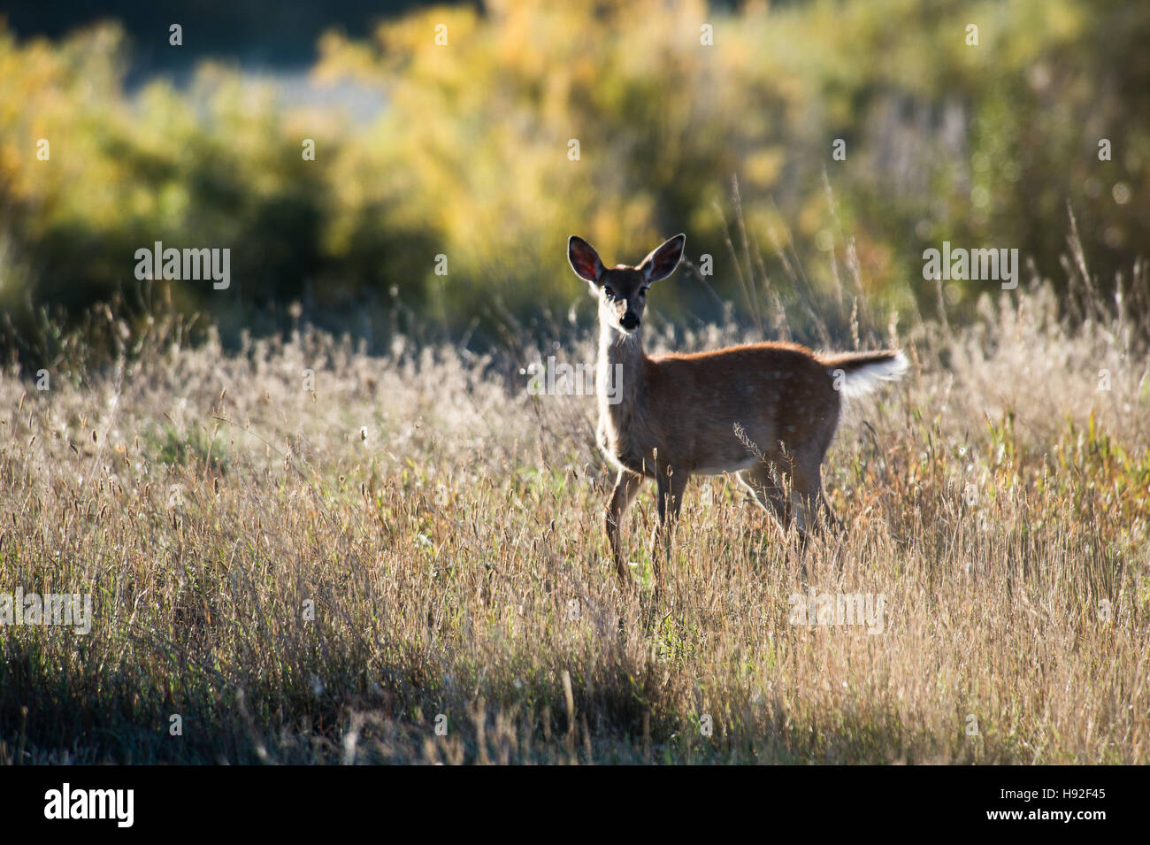 Un culbianco Deer Fawn in un prato vicino a Craig Montana Foto Stock