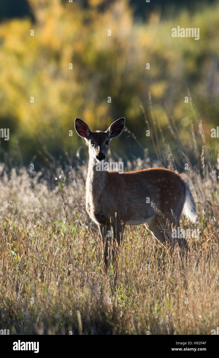 Un culbianco Deer Fawn in un prato vicino a Craig Montana Foto Stock