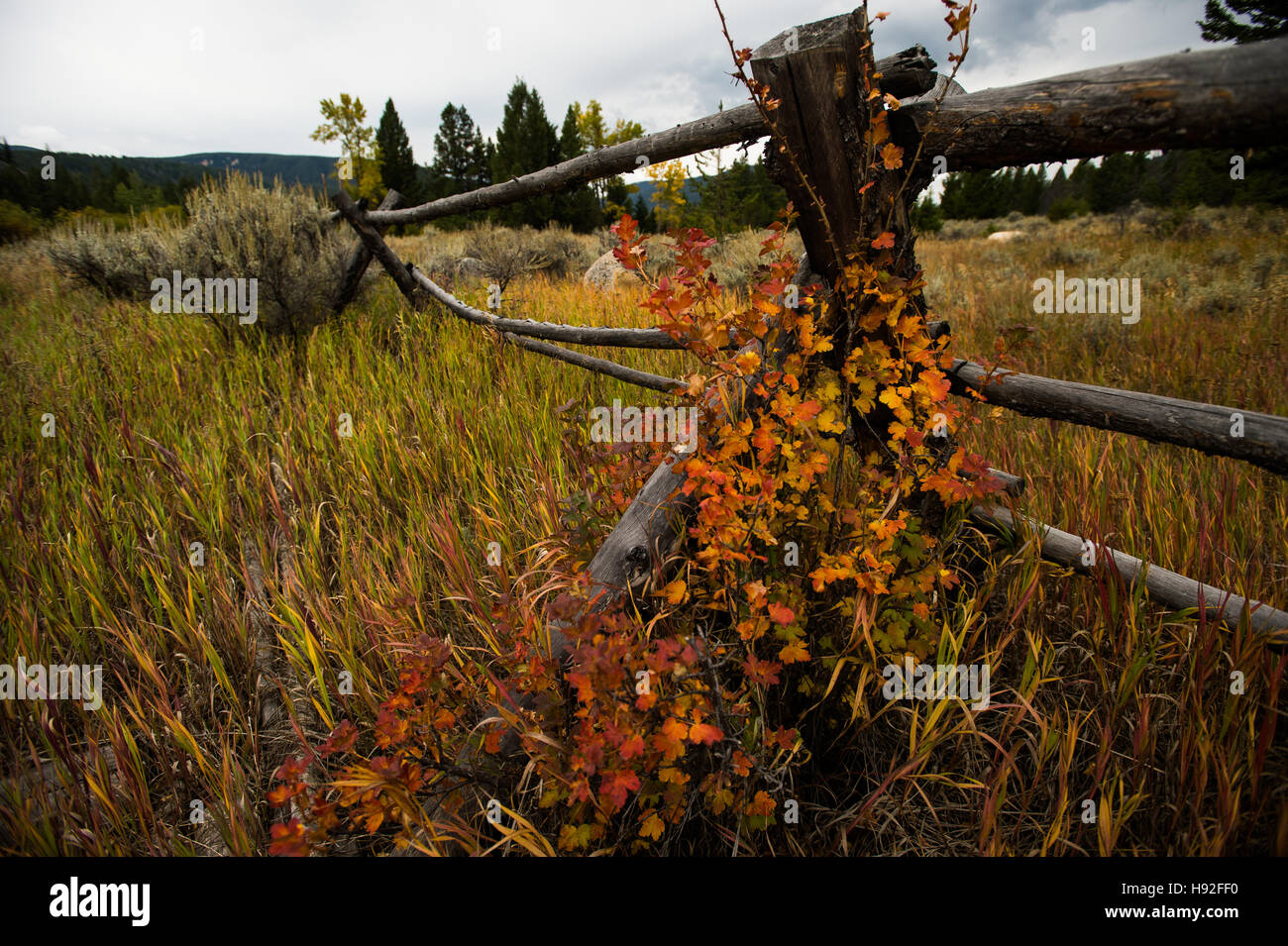 Caduta delle foglie nel Montana Foto Stock