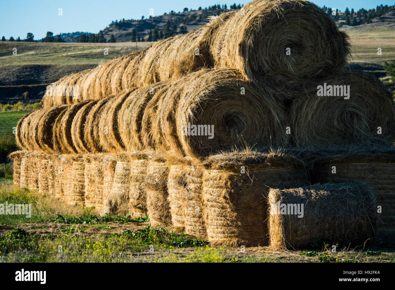 Una fattoria di fieno scena dal centro di Montana Foto Stock