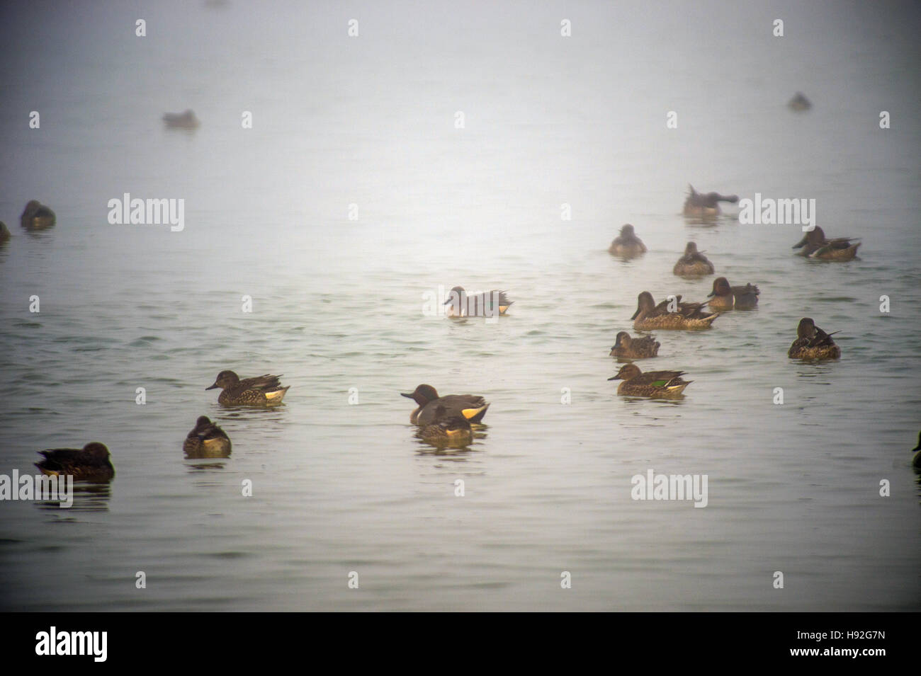 Un grande gregge di anatre selvatiche in appoggio ed alimentando in una palude lago di stagno Foto Stock