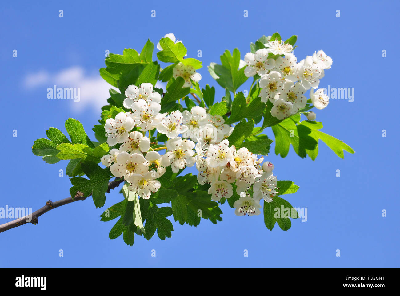 Biancospino (Crataegus) Foto Stock