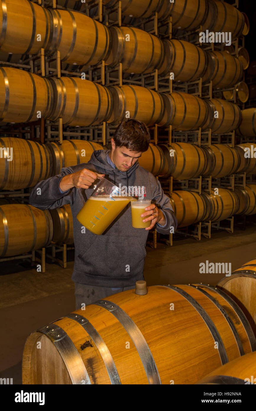 Cantina lavoratore, oak botti da vino, la fermentazione del vino, area di fermentazione, Cakebread cantine, Rutherford, la Valle di Napa NAPA County, California Foto Stock