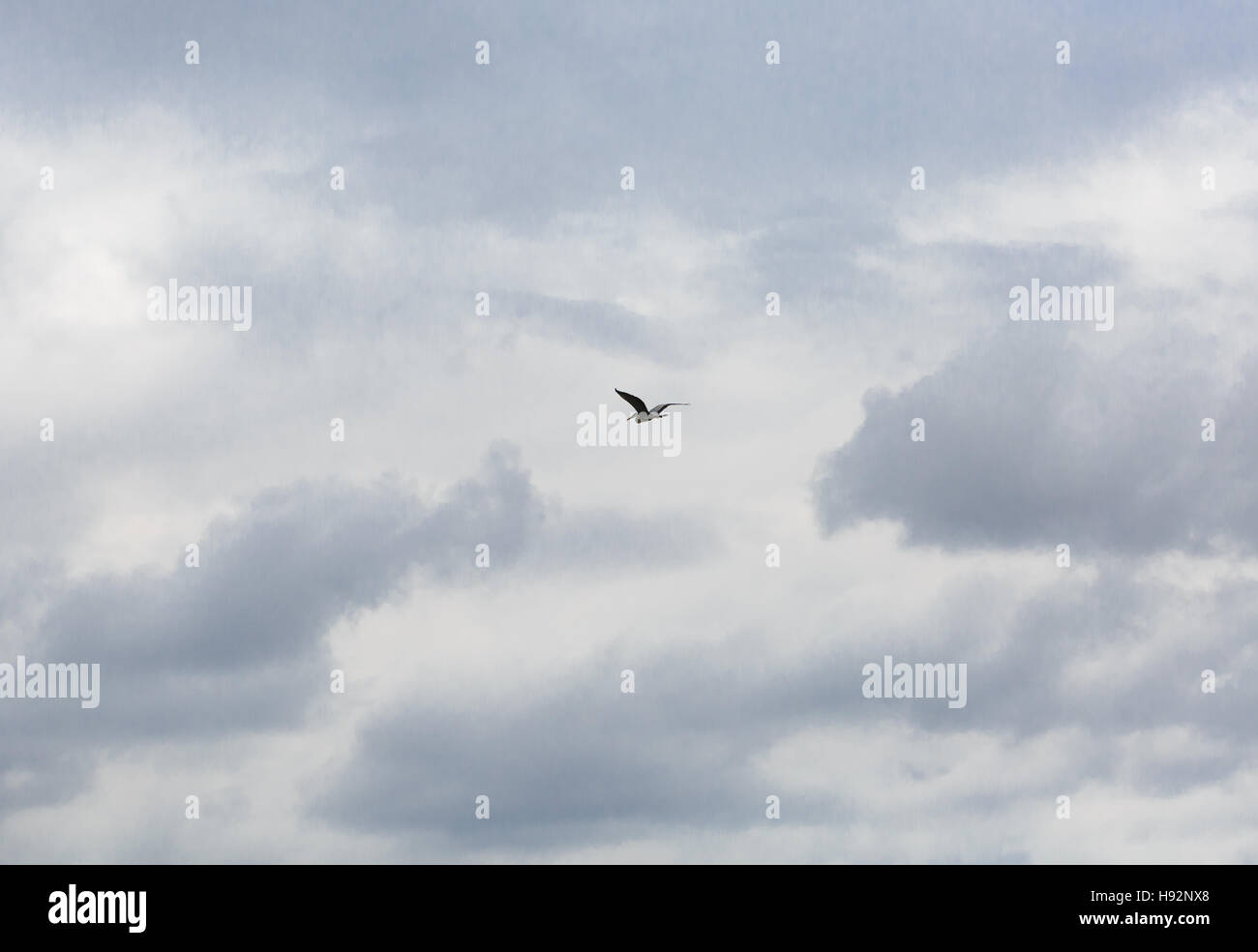 Il canto di un uccello che vola in cielo Foto Stock