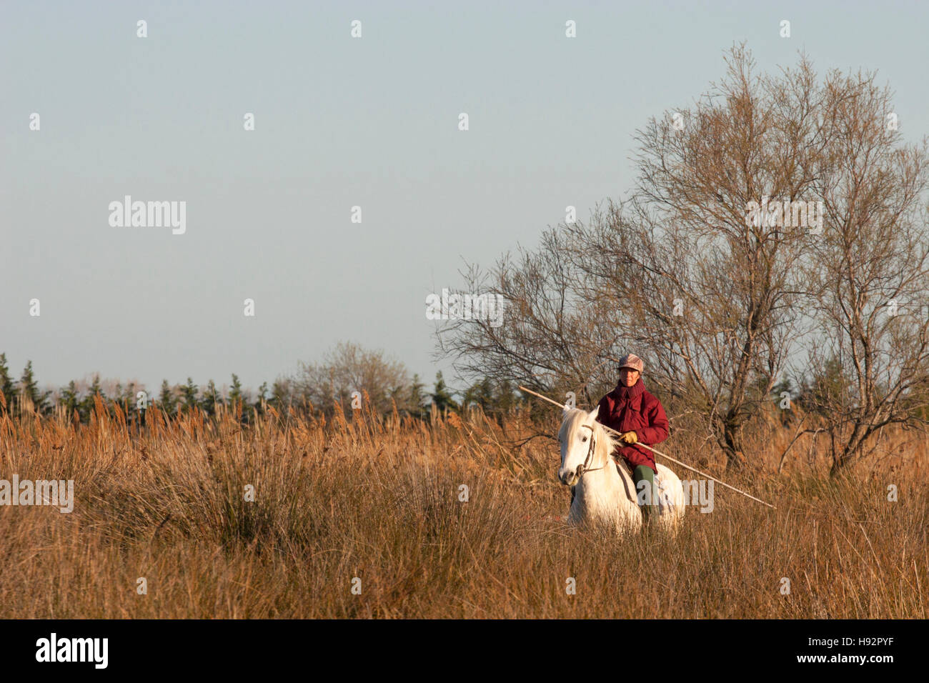 Cavalcata femminile di gardian su cavallo Camargue attraverso erba alta nella palude del delta della Camargue, Francia Foto Stock