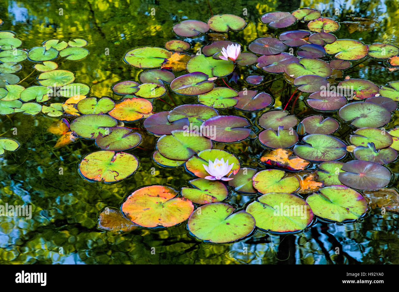 Lily Pond, Van Dusen giardini, Vancouver, British Columbia, Canada Foto Stock