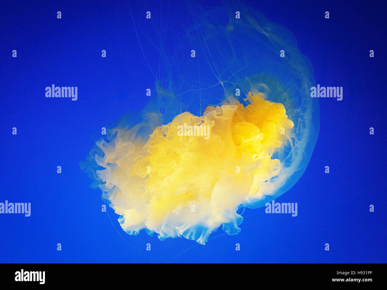 Uovo york o uovo fritto meduse floating contro sfondo blu in acquario. Foto Stock