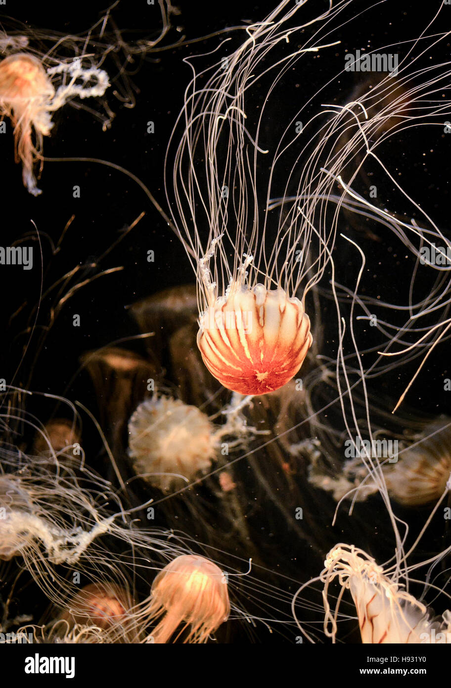 Leone la criniera di capelli o meduse in acquario contro uno sfondo scuro Foto Stock