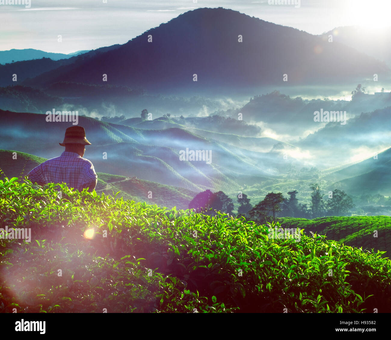Agricoltore la piantagione di tè in Malesia cultura il concetto di occupazione Foto Stock